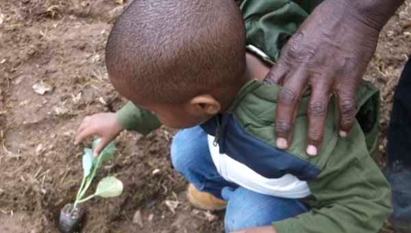 A child in the Get Fit Kidz after school program at the Christian Love Community Development Center plants collard greens with the guiding hand of Pastor Samuel Green on his shoulder. 