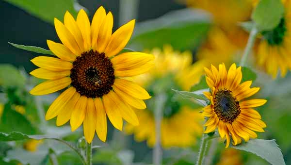 6.29.Sunflowers.tg.06_web