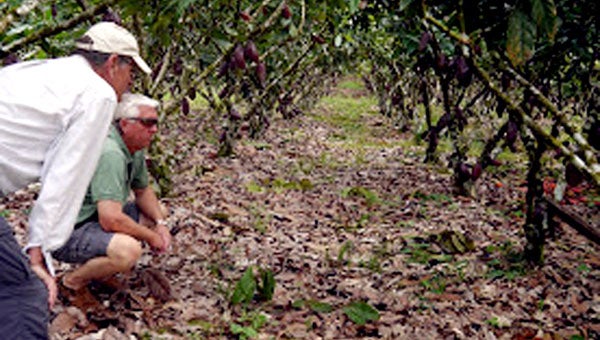 Carter Sanders of Goshen has purchased property in Ecuador and will farm cacao (chocolate) trees. His farm is located in the Corredor Del Cacao Fino O De Aroma (the corridor of the Chocolate Fine and of aroma). His hacienda is located on the route of chocolate. Sanders, kneeling, is pictured visiting the Sacha Gold Cacao Plantation in Ecuador. 