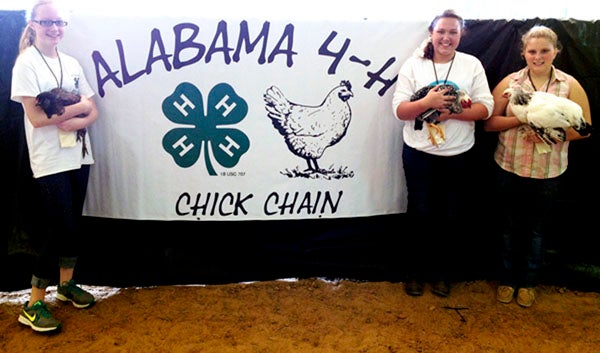 Pike County 4-H’ers competed in the Southeast Alabama 4-H Chick Chain Show and Auction at the Ag-Plex Arena in Ozark Saturday. From left, Alisa Kay Culpepper, Haley Finlayson and Julie Carlton all excelled in their first Chick Chain competition. 