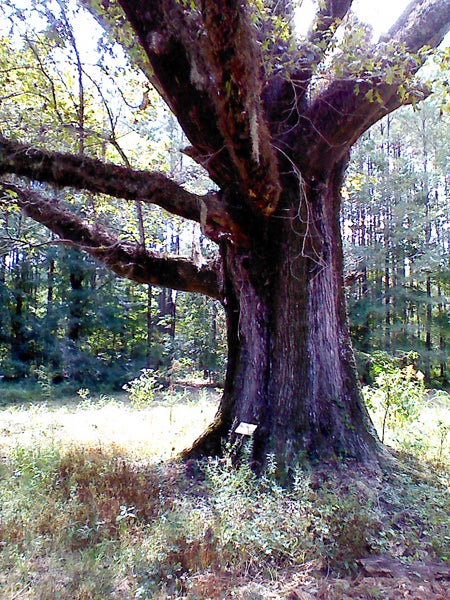 Submitted photo Members and guests of Pike County Treasure Forest Association toured Historic Orion on Saturday and included was the largest red oak in Alabama.  Carter Sanders, president, and Debra H. Davis, incoming president, led the adventure. Pat Haney of Flack/Haney Timber Company made the tree available to view.