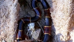 Seth Copeland took this picture of what he believes was a coral snake near Clayton. The poisonous snake isn’t common to these areas, and the last verified report of one was four years ago, Copeland said. SUBMITTED PHOTO