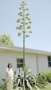 Messenger photo/Jaine Treadwell Virginia Touchstone’s century plant has been a showstopper on Henderson Highway for two weeks and counting. She estimates it stands about 16 to 18 feet.