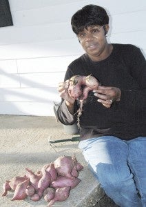 MESSENGER PHOTO/JAINE TREADWELL Martha Thomas shows off her bonus sweet potatoes that grew from the sweet potato vine plants she potted earlier this year. While these tubers aren’t edible, Thomas plans to use them for holiday displays.