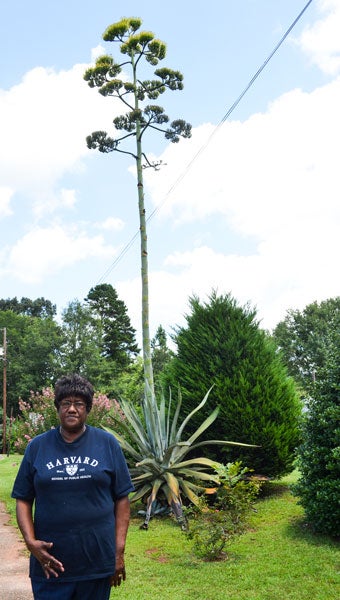 Mary Lee of the Clay Hill community has nominated her 40 foot 4 inch agave plant for entry in the Guiness Book of World Records. The current record is 40 feet. Her nomination is pending.