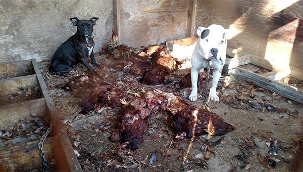 Messenger photo/Submitted Two dogs broke into the chicken coops of Pike County resident Jean Collins last week, killing her 40 chickens. Collins’s husband trapped the dogs in an empty coop for animal control to pick up and the dogs were taken to local shelters, but neither was deemed vicious and officials said the owners have the legal right to come pick the dogs up.
