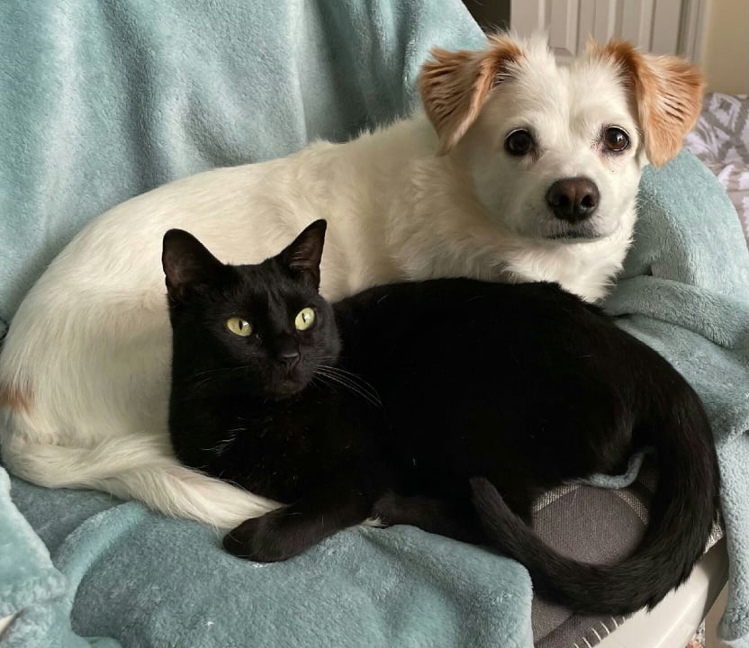 Contributed Photo Kohl and Mia, owned by Laura Laguerra, are the January pets of the month in the Human Society of Pike County’s 2023 Calendar.